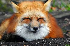 foxes fuchs meowlogy