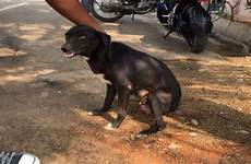 bengaluru arrested puppies allegedly killed bangalore
