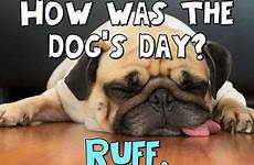 dog ruff day quotes funny quote anonymous coolfunnyquotes