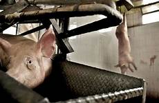 pigs humans throats alive shoved ignorant