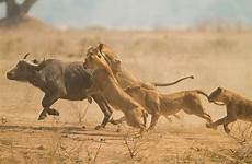 hunting lioness lions diet