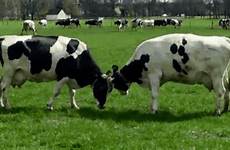 cows vache bertha gifer pasture willem koeien