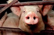 pig slaughter forbids musican murdo macleod