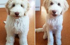 haircuts goldendoodle grooming puppy dog haircut mini goldendoodles hairstyles doodle cute types labradoodle hair styles labradoodles after before standard these