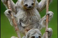 sloth toed sloths faultiere rica faultier pygmy funny animais lustige niedliche 500px lustiges paresseux tierbilder perezoso enjoying liebenswert bratescu schyriena