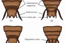 cockroach male abdomen diagram anatomy posterior abdominal segments ventral dorsal morphology female roaches biology4isc shows figure