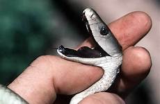 mamba serpientes serpents venenosas ular serpiente dendroaspis polylepis afrika mengerikan eol lareserva perigosos bygott veneno metros filhotes venimeux hitam venenosa
