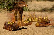snake cobra wallpaper snakes predator reptile designco deviantart