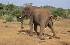 elephant poo pee