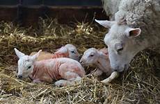 born lamb birth