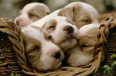 cute puppy wallpapers wallpaper happy little sleeping basket mood those perfect make