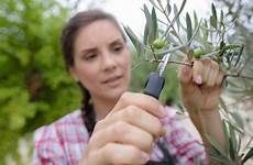 olivier tailler oliviers quand ans paroles jardiniers symbolisent certains arbres vivent