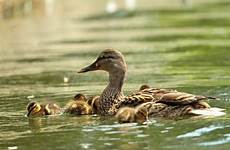 duck babies mother preview