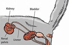 urinary tract system dog urogenital canine male female dogs infections uti