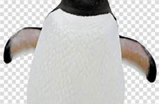 penguin rockhopper gentoo flightless emperor madagascar