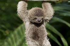 sloth hanging wwf rain