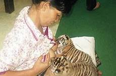 breastfeeding tigers tiger feeding zoological cub yangon cubs
