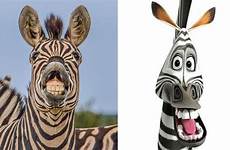 zebra smiling madagascar marty smile grin express flashes toothy its nature