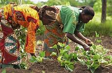 redial women farmers technology agric 2021 threshing supports ghana improved project over innovative tech
