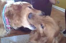 kissing dogs