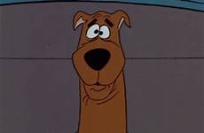 gif confused wat scooby doo thinking gifs tenor