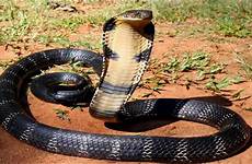 cobra kobra ular raja mongoose snakes poisonous serpent svijetu kraljevska venomous venom
