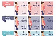 pregnancy stages weeks months month trimesters baby birth listen