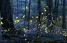 fireflies synchronous sky smokies elkmont coordinate flashes mating season