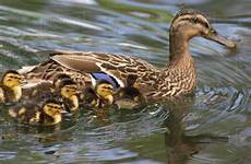 duck chicks mallard female utah aviary platyrhynchos anas tracy salt lake city dissolve stock d256