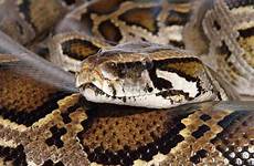 pythons python rock indian snake themselves rescued burmese flat gurugram protecting protect india kg weighing third foot floor kitchen long