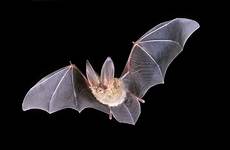 bats bay area nps bat lots means fall eared big townsend townsendii gov skies species native came courtesy name