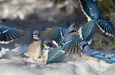 jay blue wallpaper snow jays winter bird desktop birds background preview click