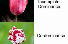 dominance incomplete codominance sickle genetic anemia tulips