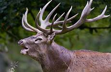 deer red stag denmark 2009 file antlers animal male stags big wikipedia animals wiki commons rack cow size european elk