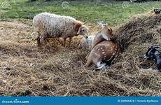 spotted hayloft goatling sheep goats lie