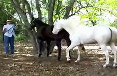 mating animals farm horse horses funny