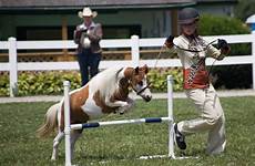 horse jumping miniature performance type jump paws five studio allowed plenty them also
