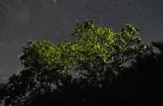 fireflies bohol dying chasing abatan mangroves