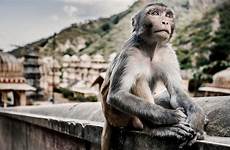 monkey baby woman death monkeys days killed indian after india attack attacked another being istock bleeds same city foxnews bitten