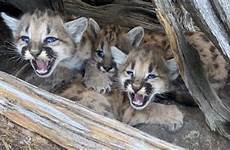 kittens cougar utah sltrib