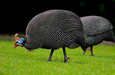 guinea fowl hen chicken coop business cry farmers profitable ignored help two disposition temperament