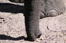 trunk elephants