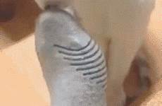 gif cat smell foot smelly funny feet stinky smelling gifs smells face sock socks shocked stink cats imgur laughing human
