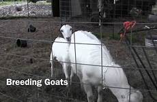 breeding goats