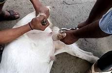 castration male goats process