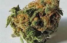 cannabis bud macro file weed marijuana buds marihuana wikipedia commons drugs drug plant wikimedia wiki green description la make pot