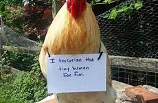 chickens shaming roosters rooster crimes confessing naughtiest shamed shenanigans misbehaved punishment antics cheezburger giggle