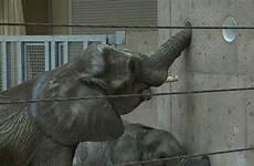 doorly elephants