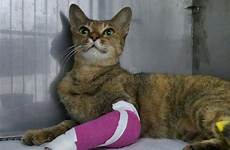 injured cage naughty veterinary quietly clinic broken leg