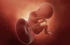 19 weeks pregnant twins pregnancy week ultrasound symptoms fetus twin development